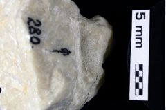 Foto (Detailansicht) von ? Palinurus sp. (NHMW-GEO-1990-0041-0280)